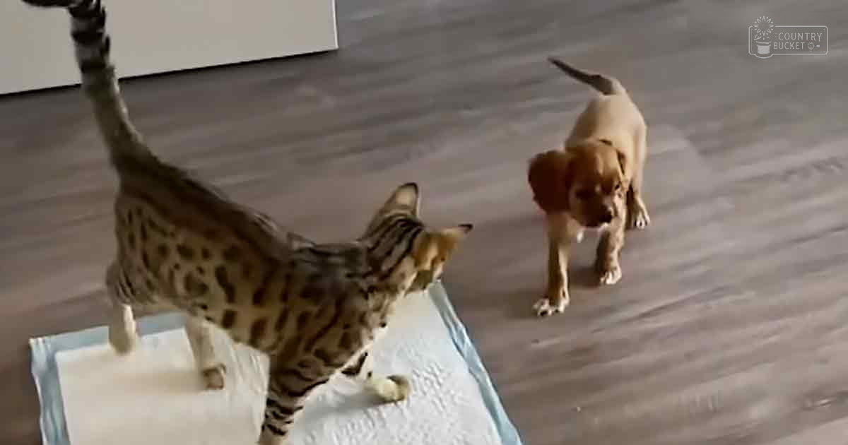 An adult Bengal cat with distinctive tabby markings indoors near a brown-furred dog in a home setting, light-colored wooden floor and white furniture leg visible.