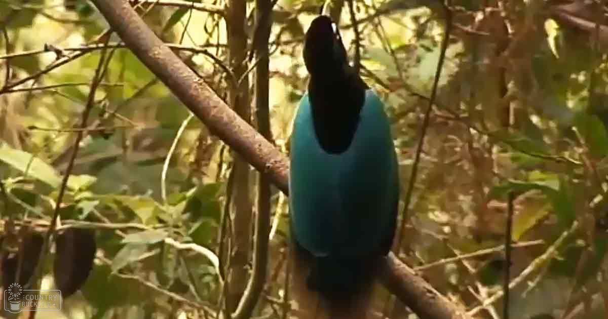 A vibrant kingfisher perched in a dense forest with dappled sunlight filtering through the foliage.