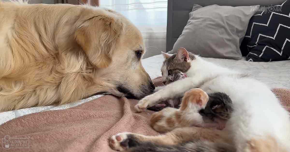 A Golden Retriever dog, an adult male with light golden coat, and a juvenile tabby cat, white with brown markings on its body and head, resting together in a bedroom setting under light-colored bedding with pillows and a pinkish-brown blanket. The room is softly lit by natural daylight.