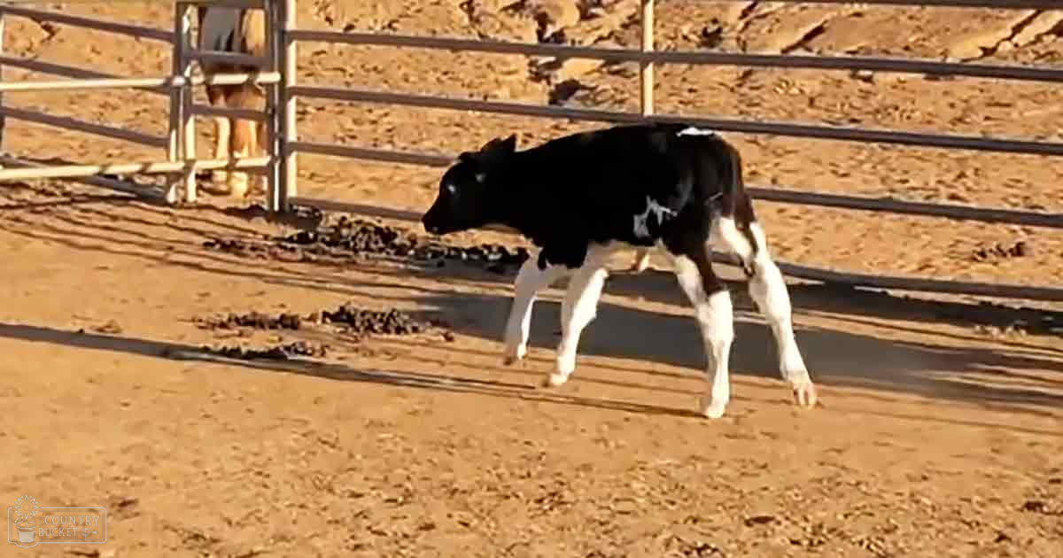 A young Holstein cow in an outdoor pen, dry and dusty ground, metal fencing, late summer or early fall setting.