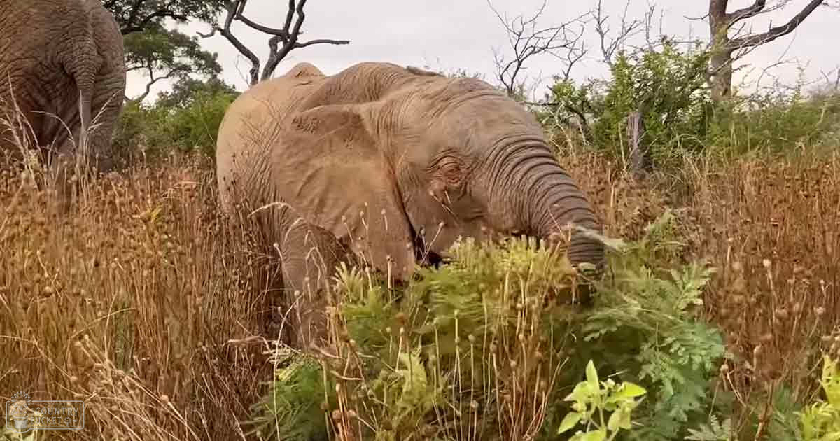 Adult African elephants with grayish-brown coats amidst grasses under an overcast sky during late afternoon or early evening