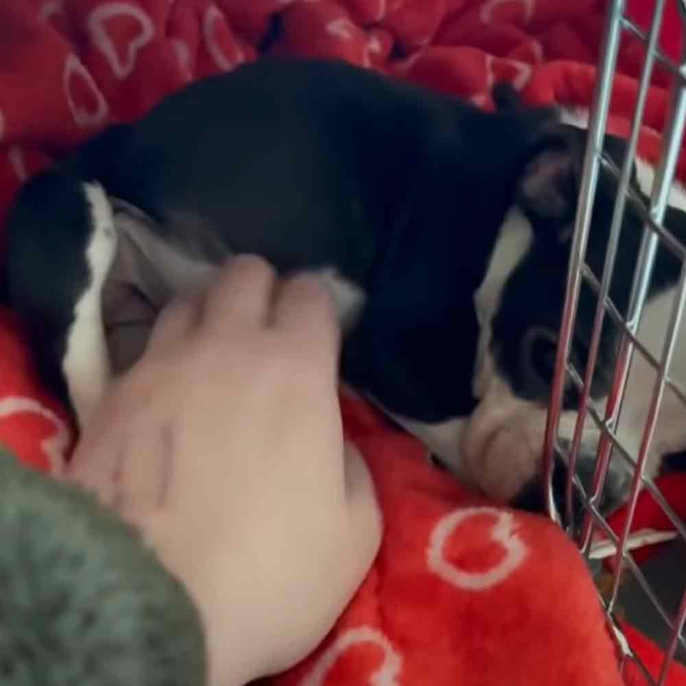 A small puppy, likely a Boston Terrier with black and white markings, lies on a red blanket with white floral patterns in an indoor home setting.