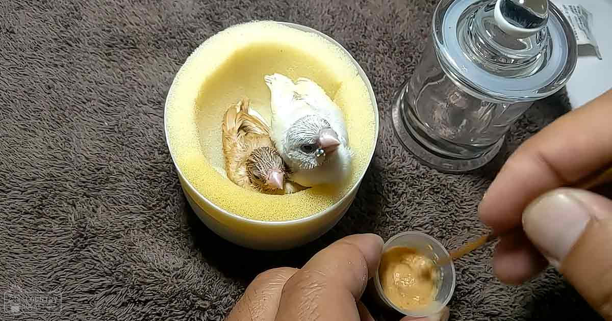 Juvenile birds and a person indoors, holding orange liquid near a bowl of yellow substance.