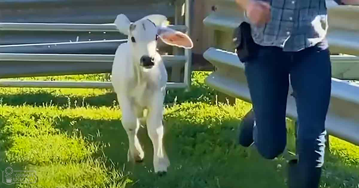 A juvenile lamb with white coat stands in a grassy outdoor setting, possibly near playground equipment, on a sunny summer day.