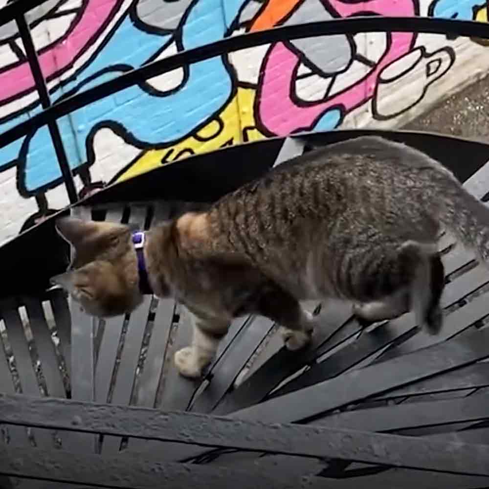 A tabby cat with brown and black stripes stands near a metal bench in an urban area with graffiti-covered walls on a sunny day.