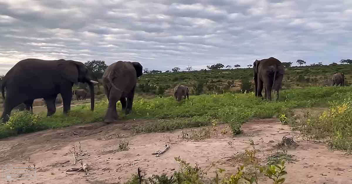 Adult African elephants in a savanna landscape with grassy plains and scattered trees under an overcast sky.