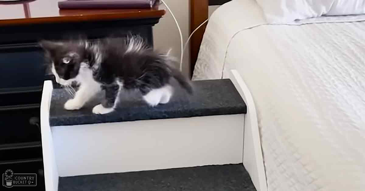 A fluffy black-and-white kitten with long hair, likely a Maine Coon or Persian breed, sits indoors in a bedroom setting with white bedding and wooden furniture.