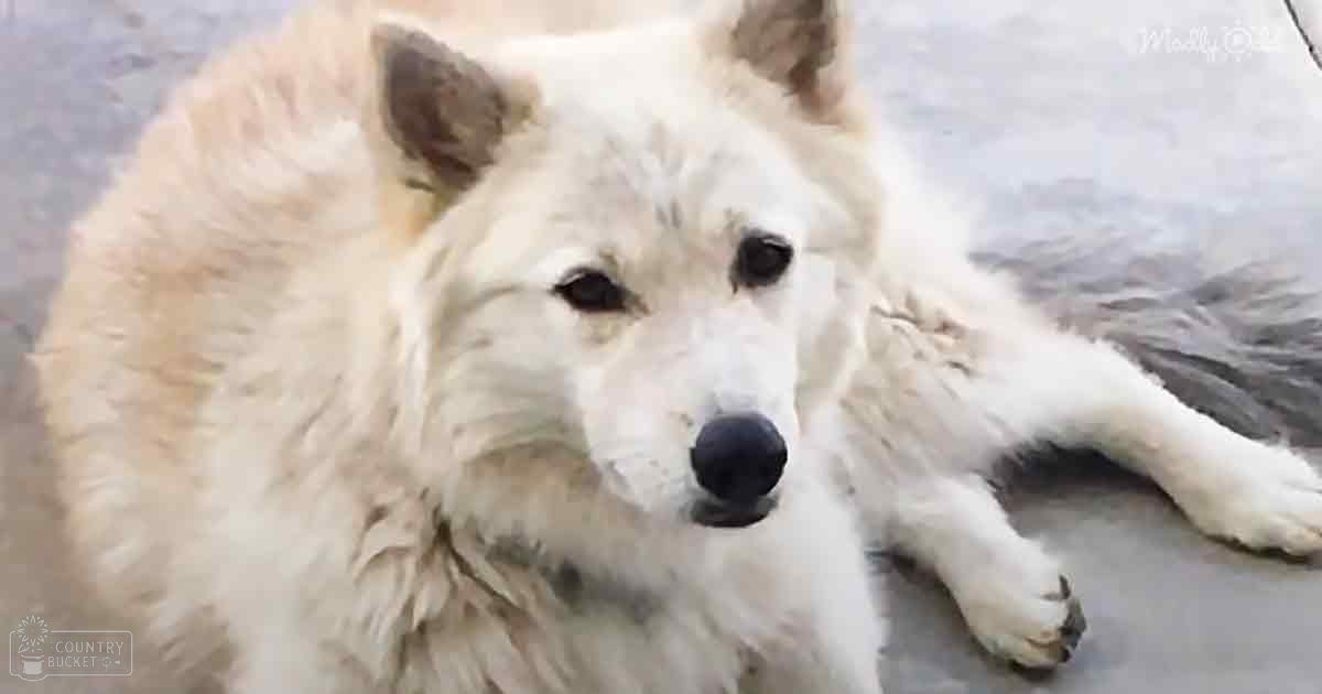 A large white Samoyed or Alaskan Malamute dog lying down outdoors on a snowy day, with soft lighting suggesting cloudy weather.