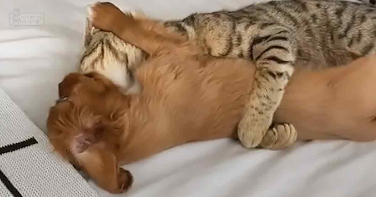 A tabby cat with striped markings lies on its back next to a small brown puppy, both resting indoors on white bedding.