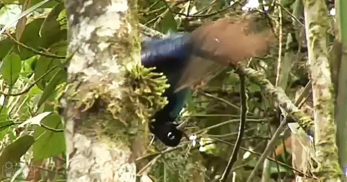 A vibrant blue morpho butterfly with iridescent patterns perches on a branch amidst lush green foliage, suggesting spring or summer under natural sunlight.