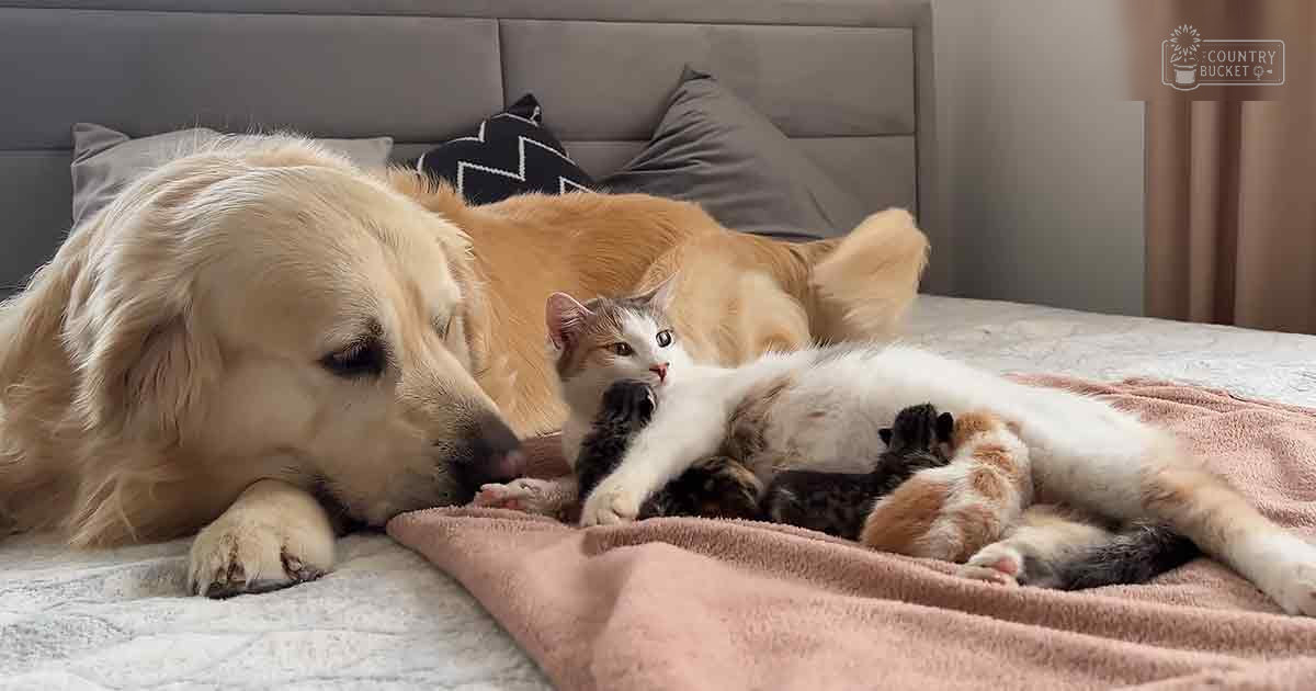 A golden retriever and kitten resting together on a bed in an indoor setting with beige blanket and gray headboard.