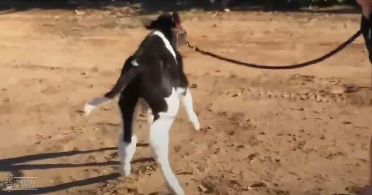 A greyhound with a black and white coat stands outdoors on sandy ground under clear midday light.