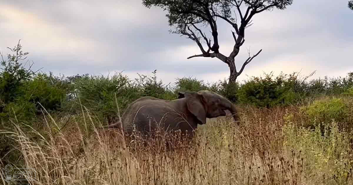 An African elephant in a savanna setting, late afternoon or early evening with soft lighting.