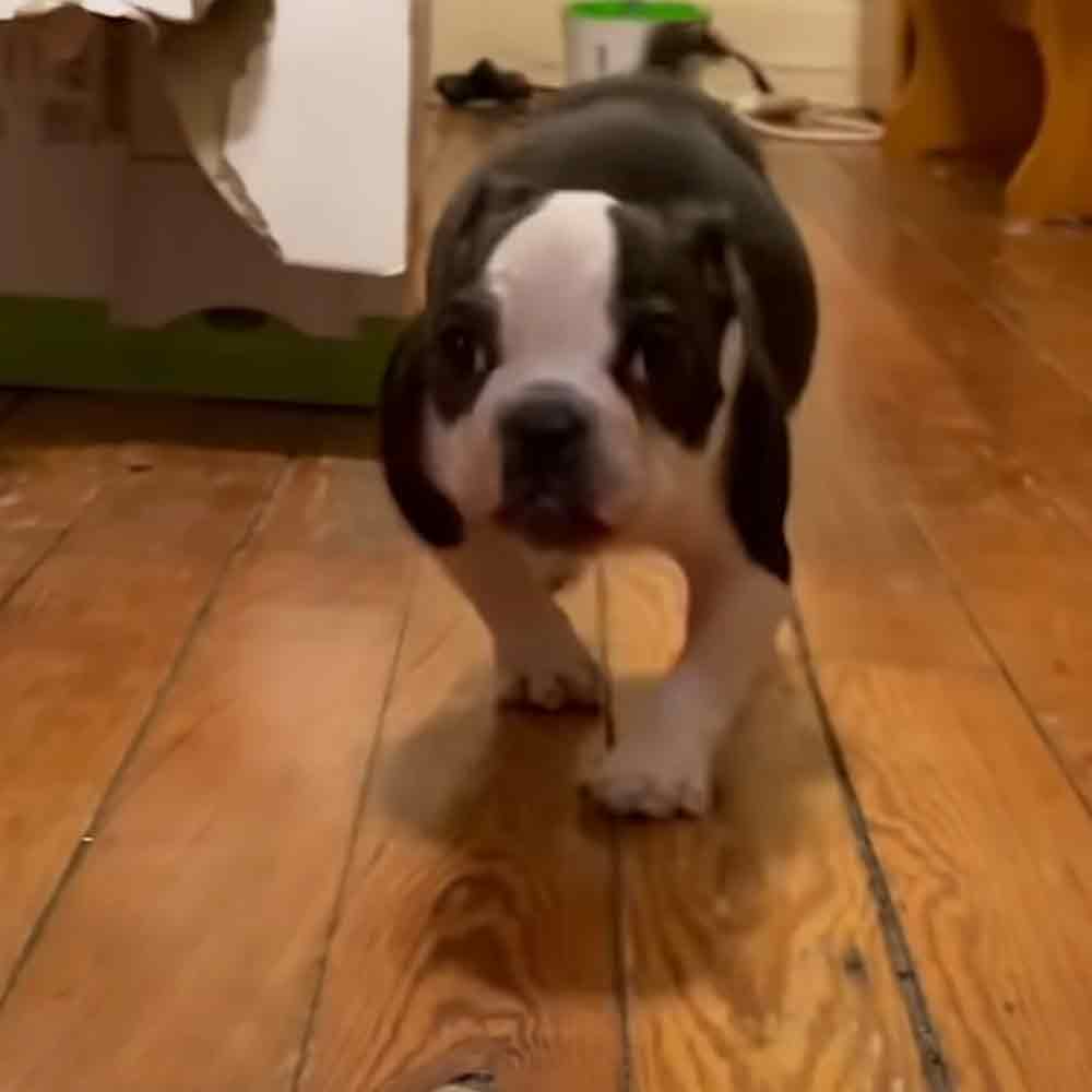 A young Beagle mix puppy with floppy ears, black and white fur, indoors on a wooden floor.