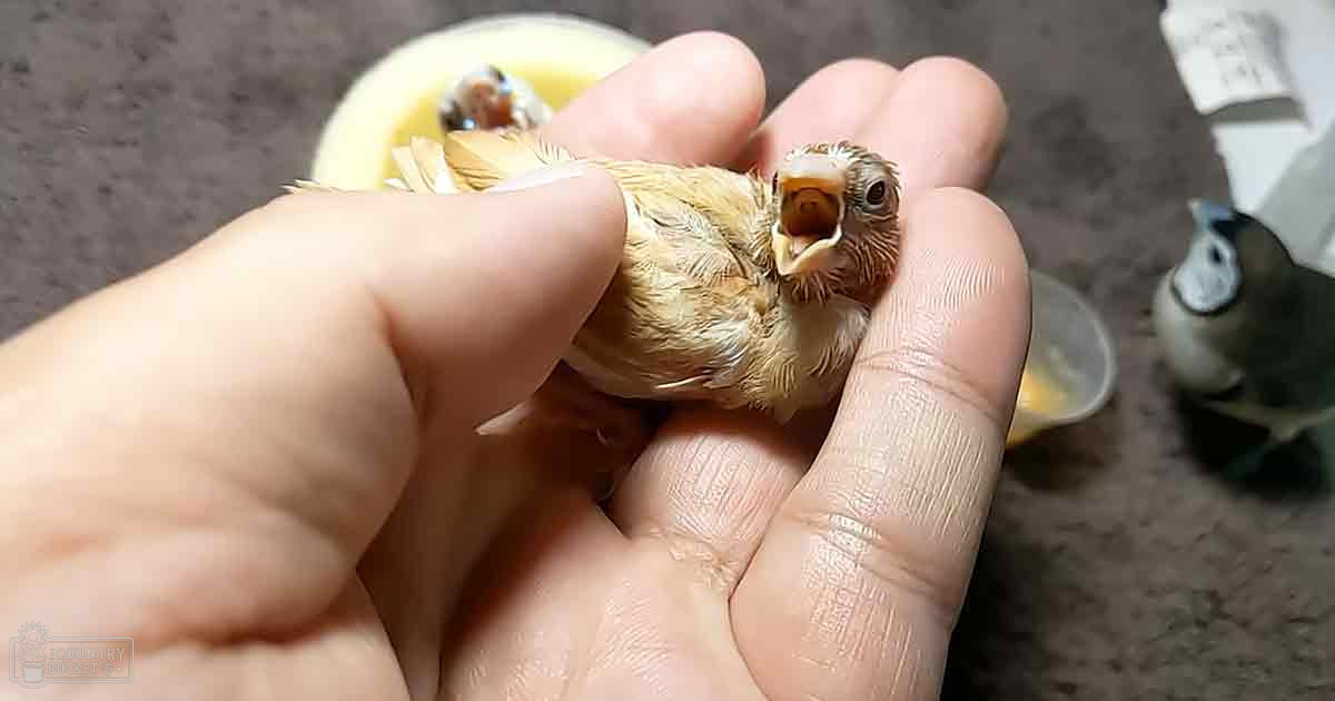 A small finch with brown and cream plumage being held by an adult in a home setting.