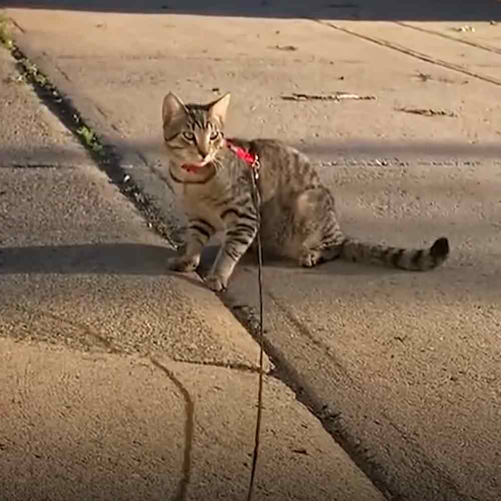 An adult tabby cat with striped fur patterns in an outdoor setting on a paved area during daytime.