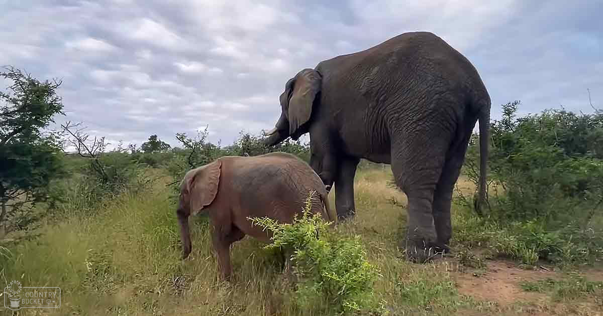 An adult female elephant with her juvenile calf standing close together in a grassy savanna under an overcast sky.