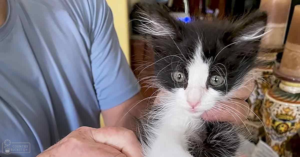 A tuxedo kitten with distinct black and white markings, held by an adult male wearing a blue t-shirt indoors.