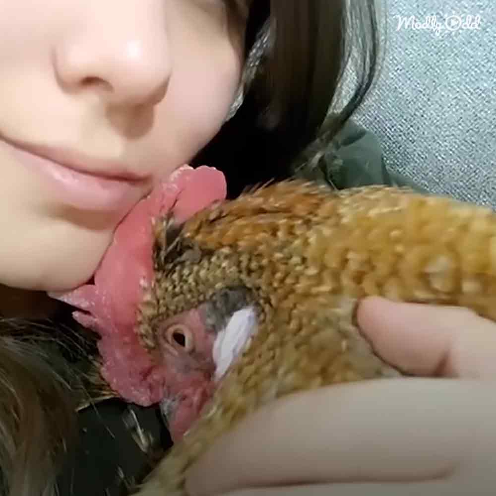 A toddler interacting with an adult chicken in an indoor setting, with brown feathers and pink comb visible under artificial lighting.