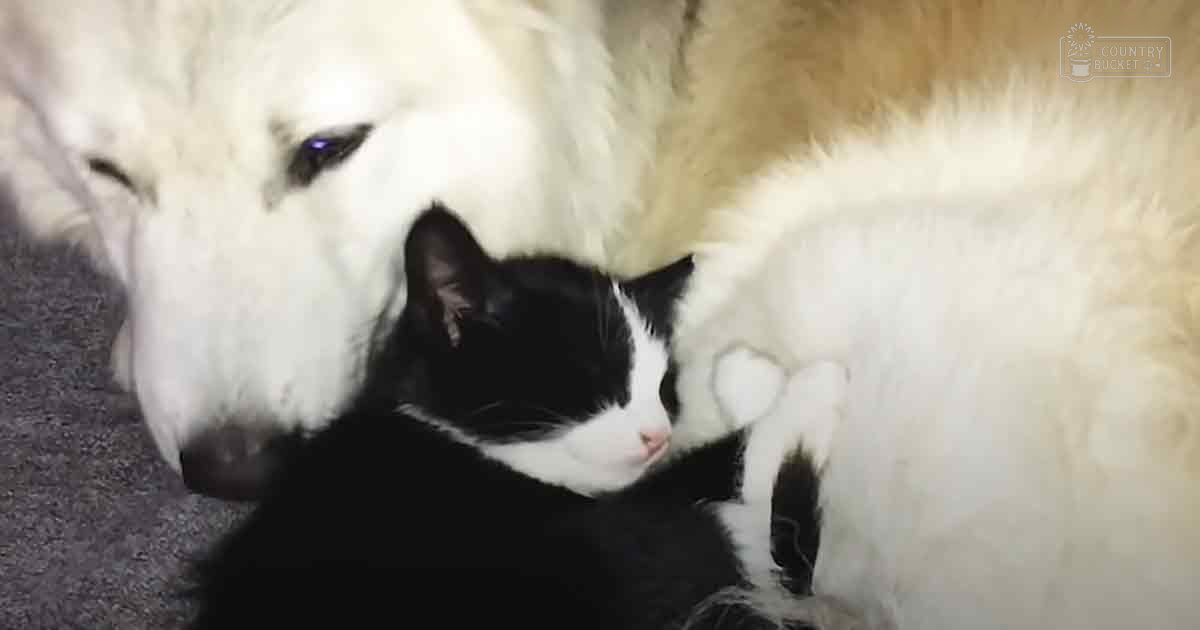 An adult Great Pyrenees dog resting with a black-and-white tuxedo cat on a dark carpeted floor in an indoor setting
