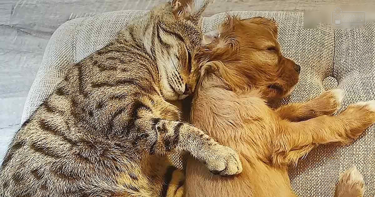 A tabby cat with distinct stripes and a golden retriever puppy resting together on a cushion indoors, neutral-toned background suggesting cozy living space.