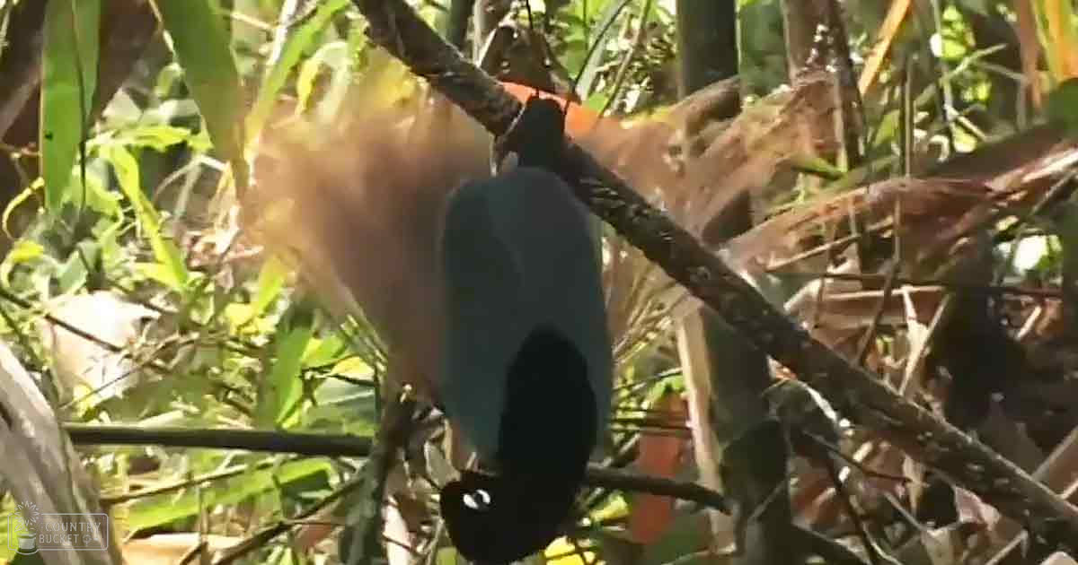 A dark-coated adult monkey in a dense forest setting with green foliage and filtered sunlight during spring or summer
