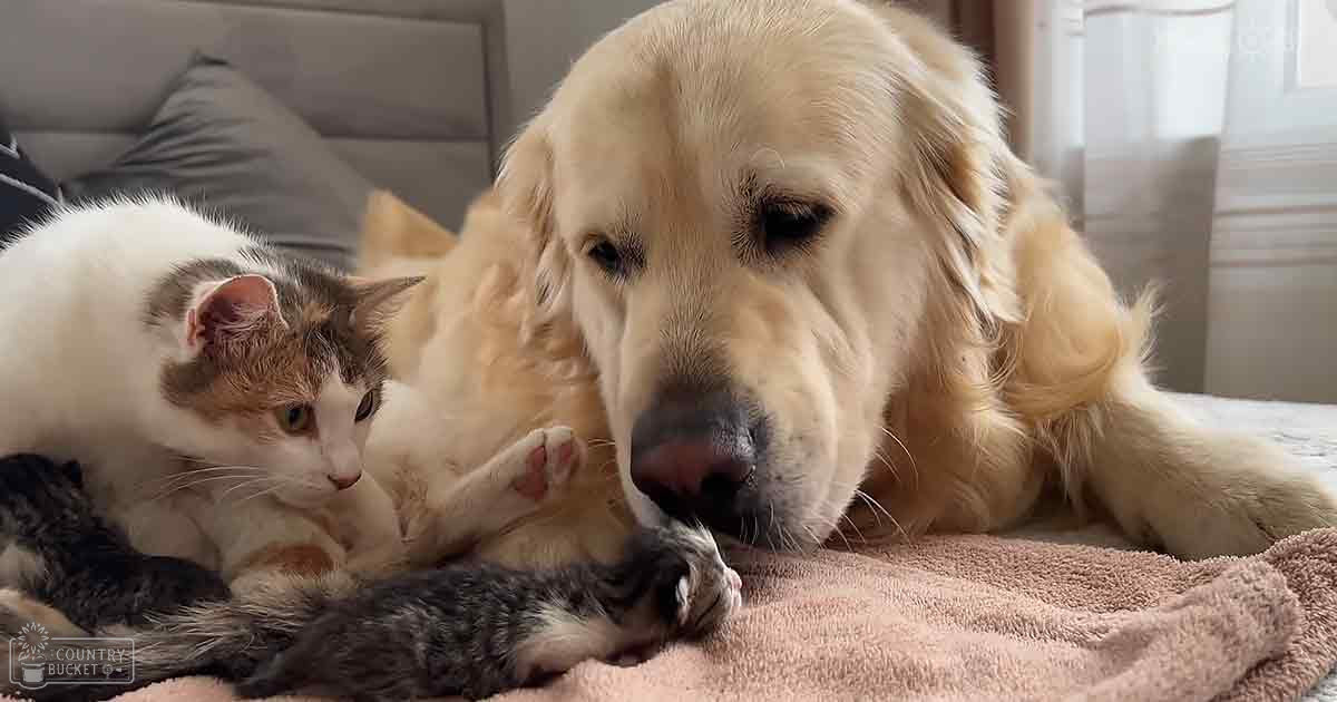 A golden retriever and a tabby kitten resting together on a beige couch in a soft-lit living room, possibly morning or afternoon.