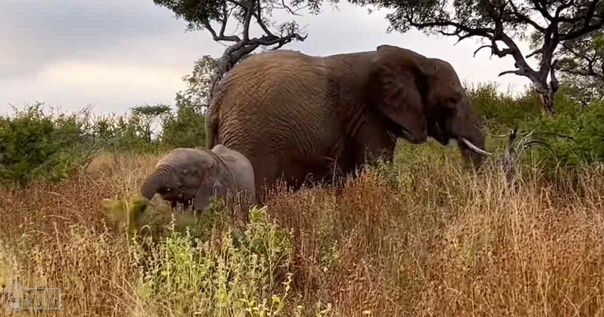 A mother African elephant and her calf in a dry savanna with scattered trees under an overcast sky.