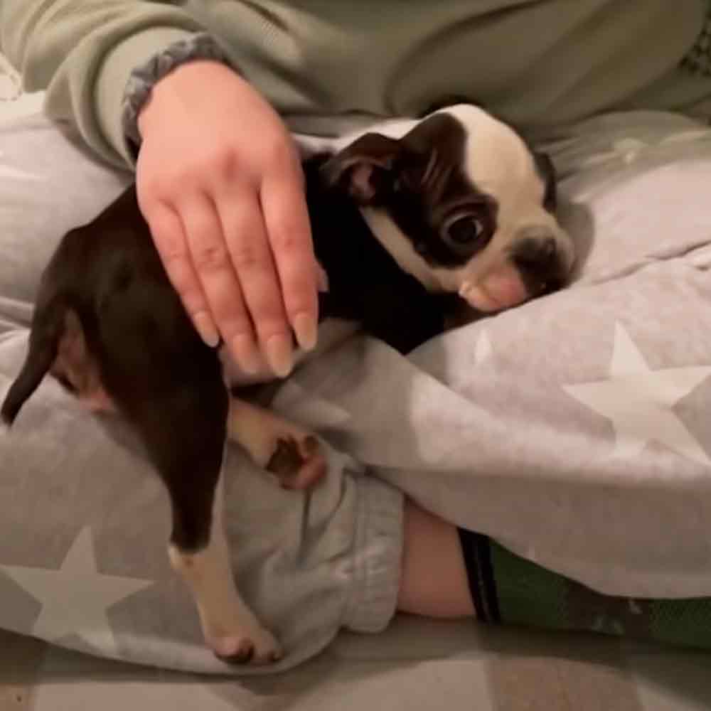 A young adult Boston Terrier puppy rests on someone's lap, likely indoors in a bedroom setting.