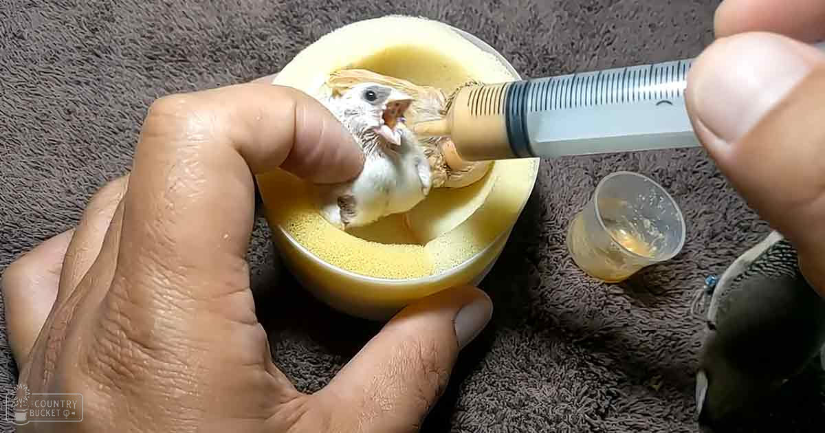 A baby bird being hand-fed indoors with a syringe of liquid, surrounded by feeding tools and casual clothing.