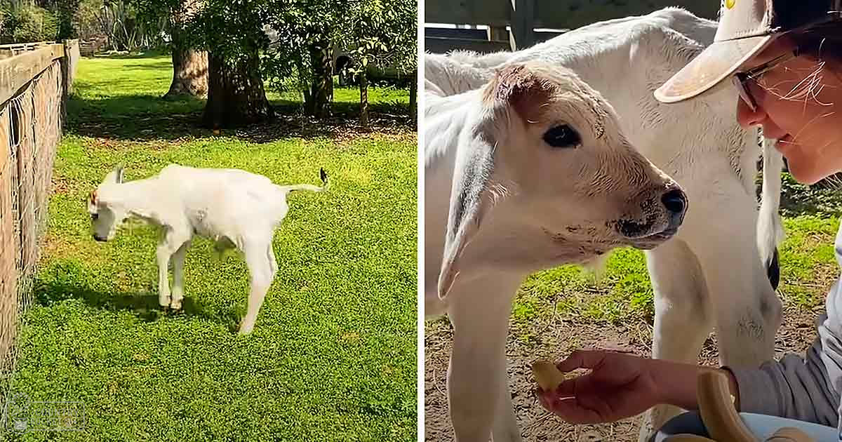 A juvenile Brahman calf in a lush green outdoor farm setting, held by an adult female wearing a light cap with a logo, sunglasses, and a gray long-sleeve shirt or jacket. Bright daylight suggests it's likely spring or summer.