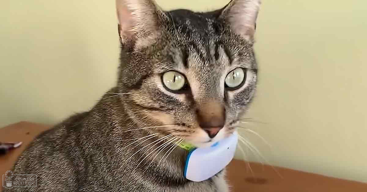 A tabby cat with distinct gray fur and black stripes, wearing a blue and white collar, indoors on a plain wall during daytime.