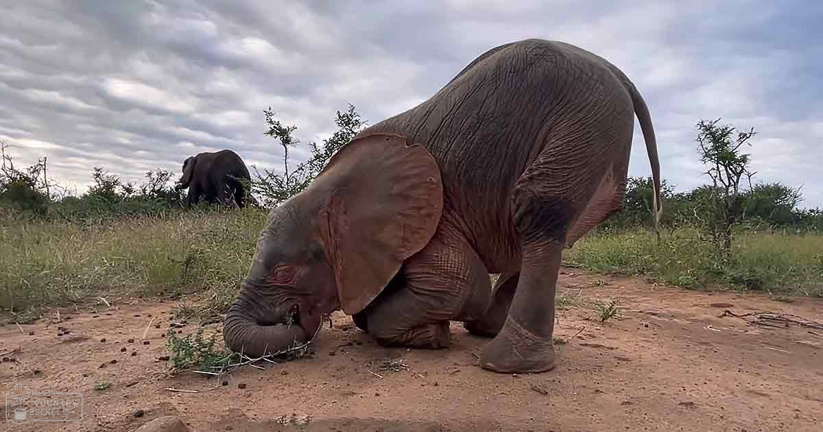 An adult elephant kneeling in a savanna or grassland with another elephant grazing in the background under cloudy skies.