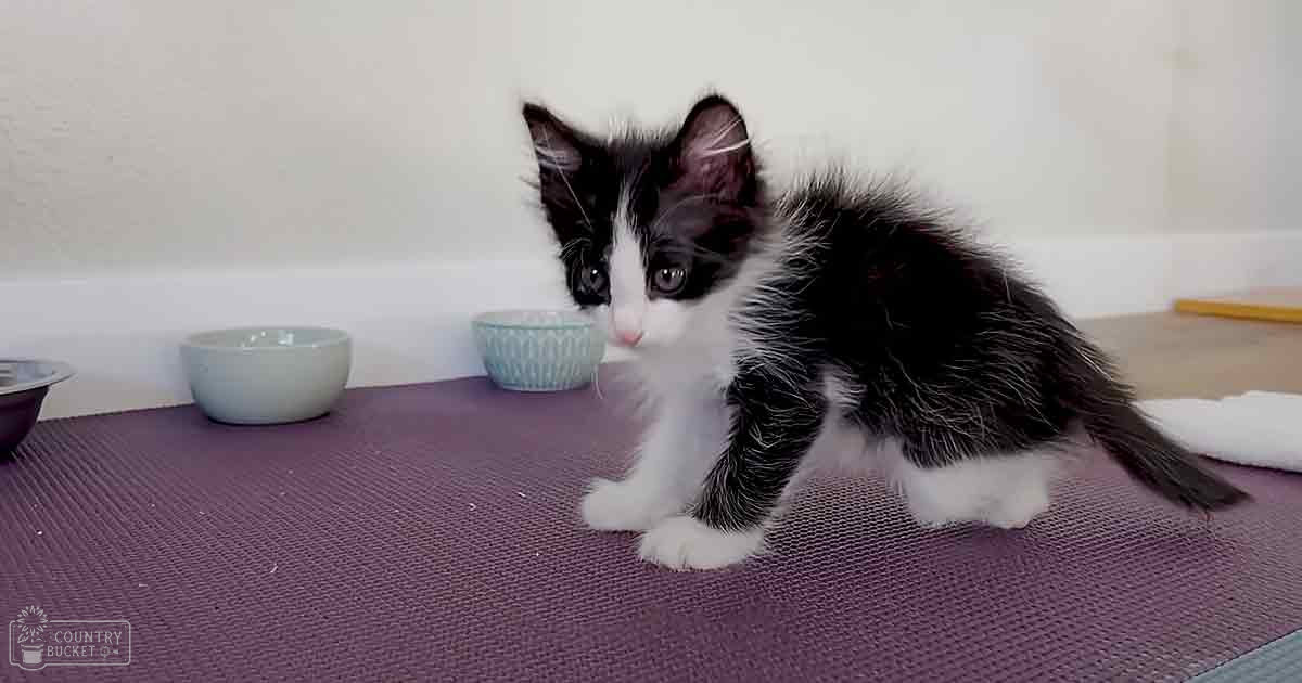A young, black-and-white kitten sits on a purple mat indoors with two bowls nearby.