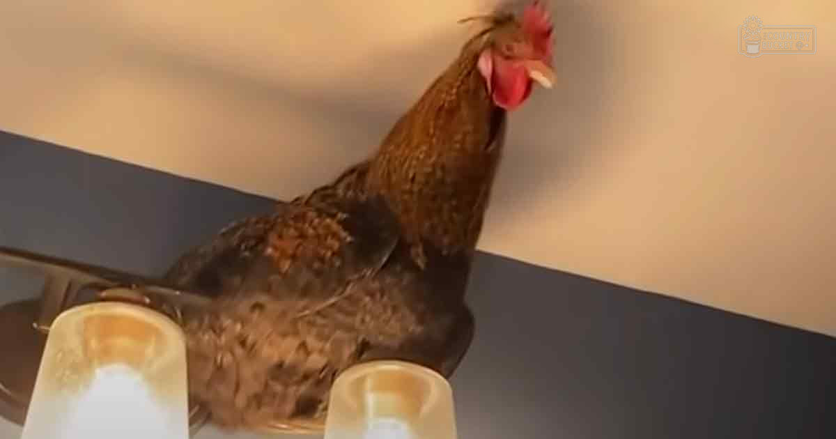 A close-up view of a brown-feathered rooster with a red comb, indoors on neutral-colored walls and under ceiling lighting.