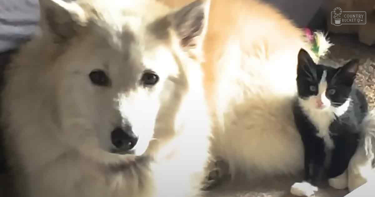 A Samoyed-like adult dog with fluffy white fur stands next to a tuxedo cat with distinct markings on its face, both indoors in an indoor setting with neutral-colored walls and carpeted floor.