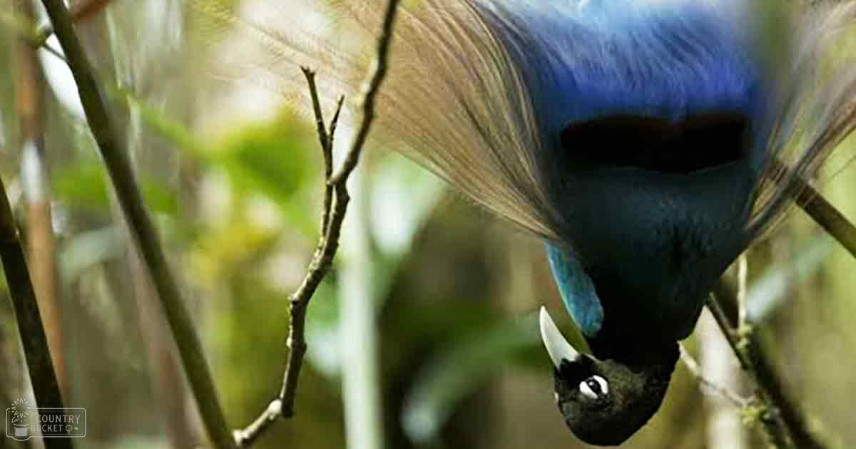A male Great Argus pheasant in a forested area with lush green foliage, vibrant blue head plumage, sharp curved beak.