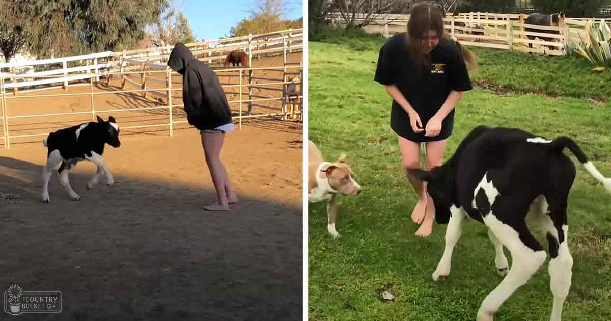 A calf with a Holstein-like coat pattern stands in an outdoor farm setting alongside a light brown pit bull mix dog. The scene suggests spring or summer, with greenery and clear skies under bright daylight.