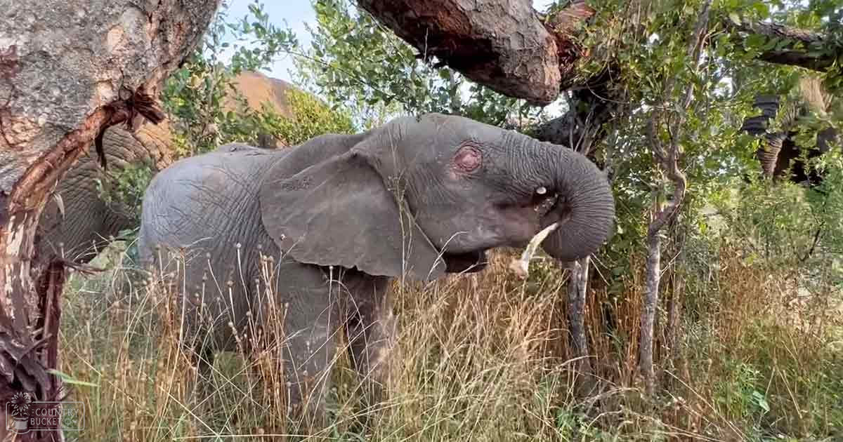 An African elephant in a natural habitat with trees and greenery during late summer or early autumn.