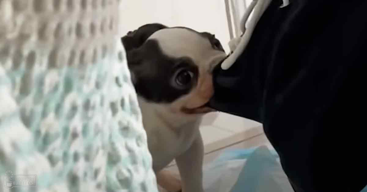 A Boston Terrier puppy with a black and white coat stands indoors near bedding material under natural daylight.