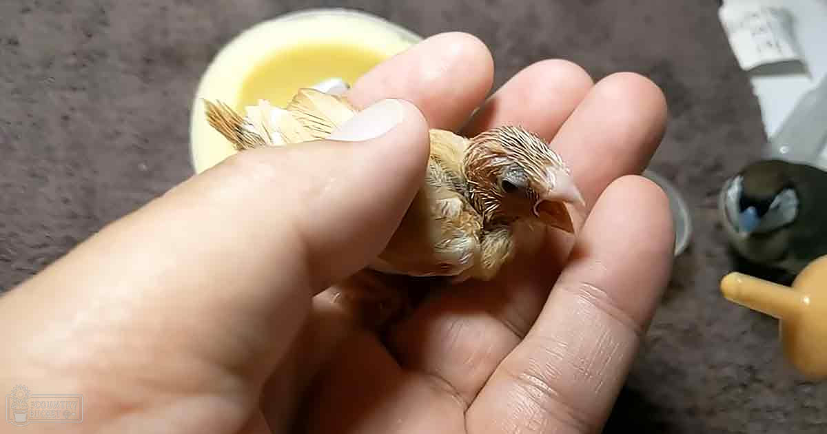 A small brown and white juvenile bird held by an adult, resting on a textured indoor surface near a yellow bowl of liquid.