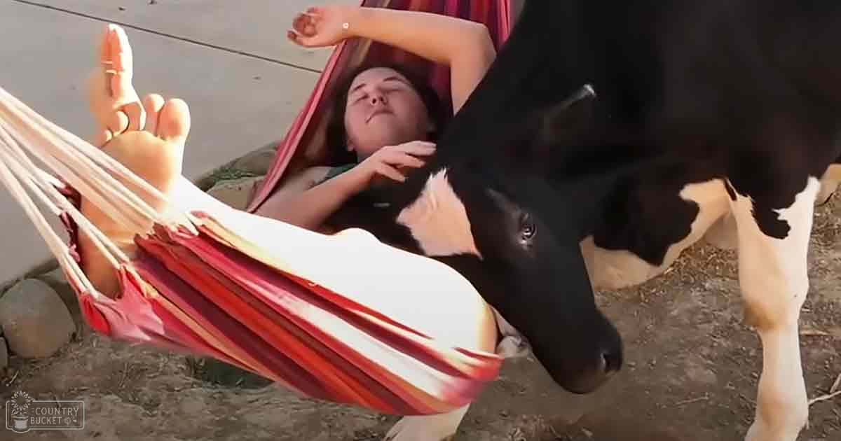 An adult female in a red V-neck dress relaxing on a hammock with a Holstein cow interacting nearby, outdoors on a concrete surface under bright daylight.