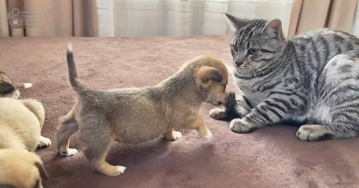 A tabby cat and multiple light brown puppies interacting on a plush reddish-brown carpet in an indoor setting with soft natural lighting.