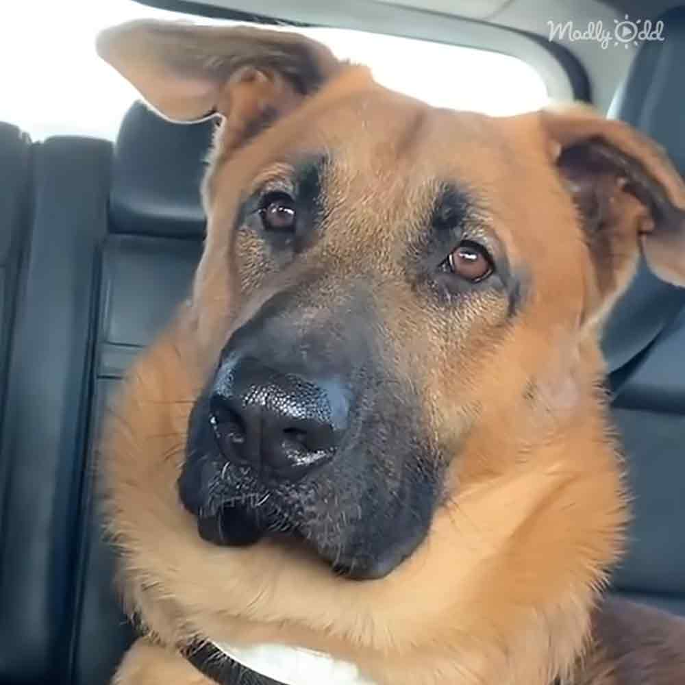 An adult German Shepherd with a light brown coat and darker markings around its face, sitting in a vehicle interior during daylight.
