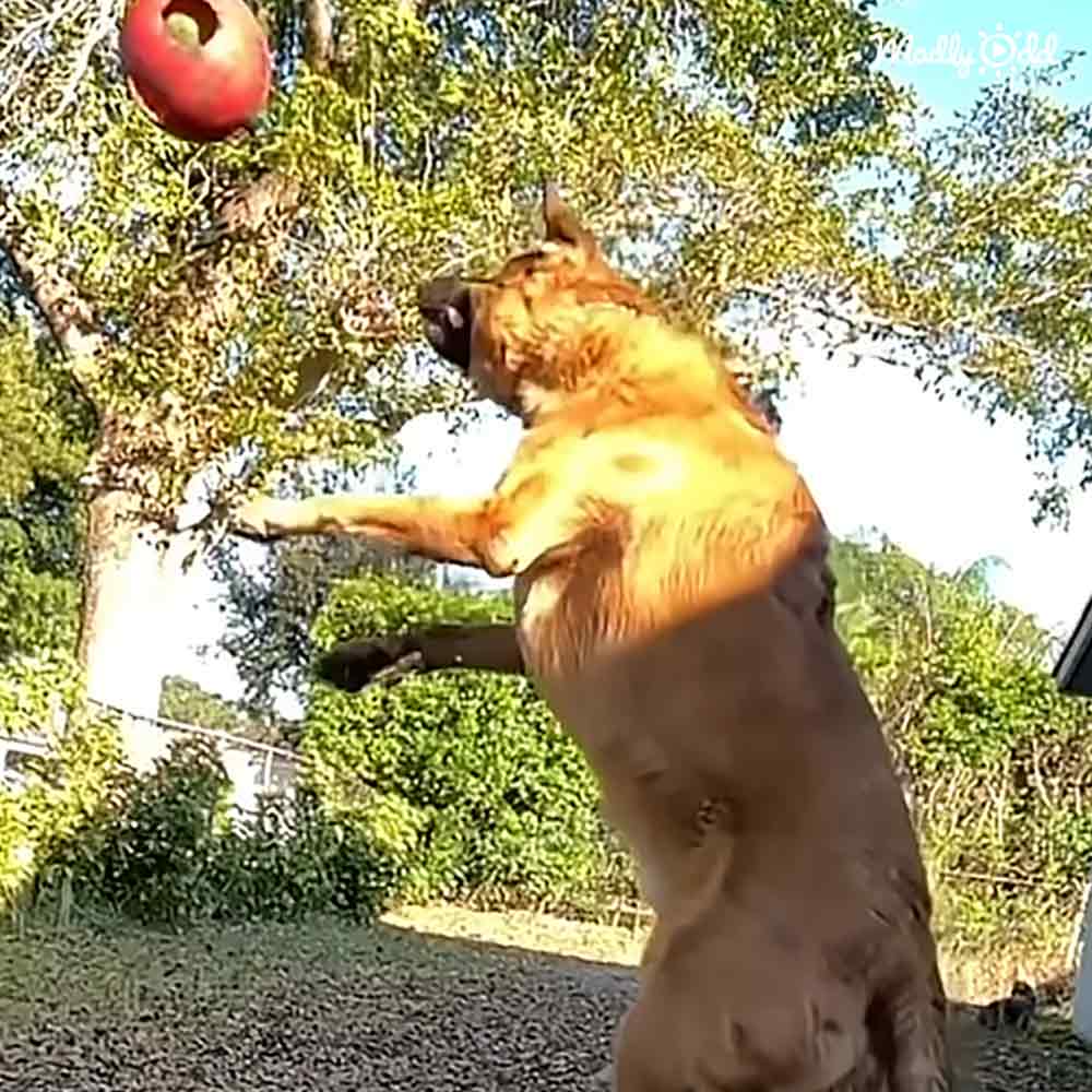 A light brown German Shepherd with tan markings in a green backyard setting with trees and bushes.