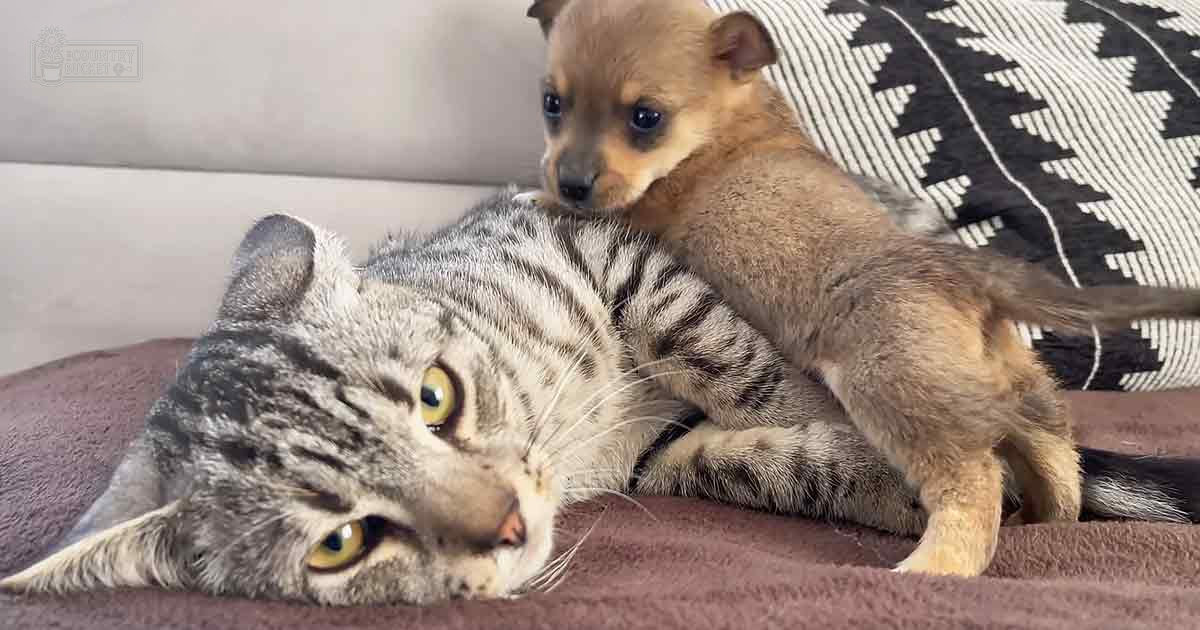 A tabby cat with distinct black stripes resting indoors alongside a light brown, possibly chihuahua mix puppy with darker markings around its eyes and ears.