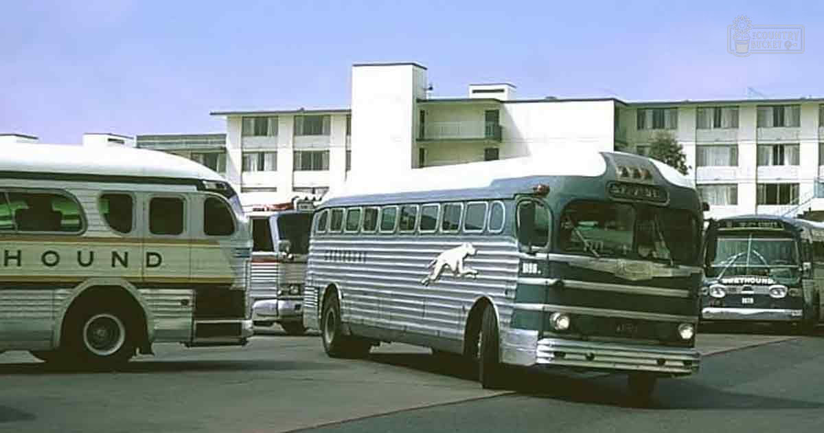 Urban scene with several buses, including a Greyhound Lines bus in daylight with clear skies.