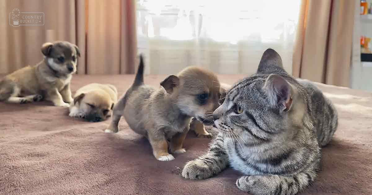 A tabby cat interacting with four young puppies in an indoor home setting near a window with beige curtains. The scene is bright, suggesting spring or summer midday light.