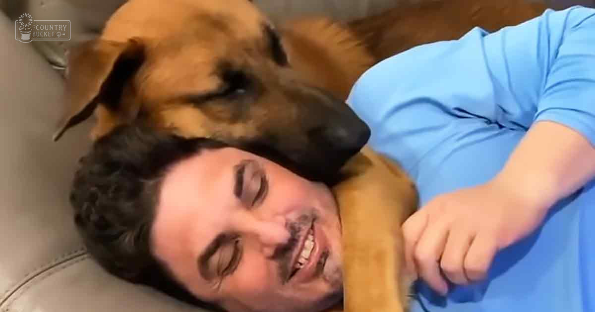 An adult German Shepherd lying on top of a person in an indoor living room setting with beige furniture, natural light coming from an unseen window.