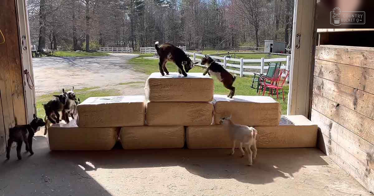 Six young goats playing in front of a barn door on an outdoor farm with greenery and hay bales in the foreground.